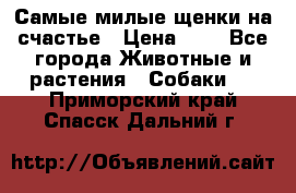 Самые милые щенки на счастье › Цена ­ 1 - Все города Животные и растения » Собаки   . Приморский край,Спасск-Дальний г.